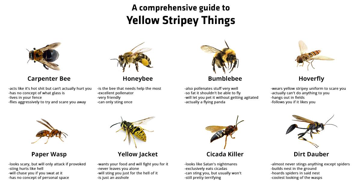 Chart Of Bees And Wasps