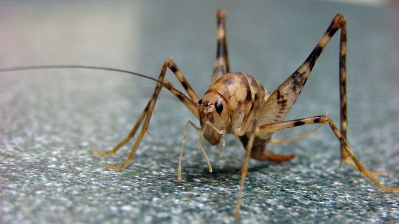 how-to-deal-with-spider-crickets-in-your-home-homemaking