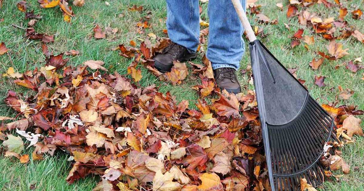 6-benefits-of-not-raking-your-leaves-this-fall-homemaking