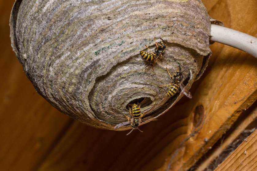 The Simple Method To Ridding Your Yard And Pool Of Wasps