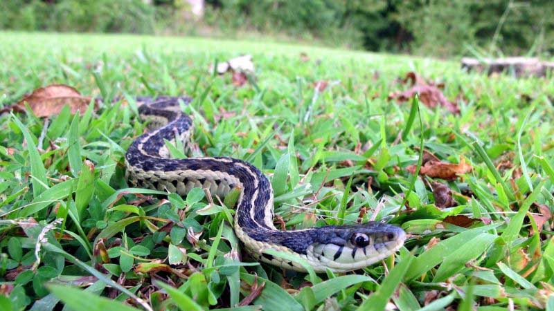 8 Easy Ways To Keep Snakes Away From Your Yard