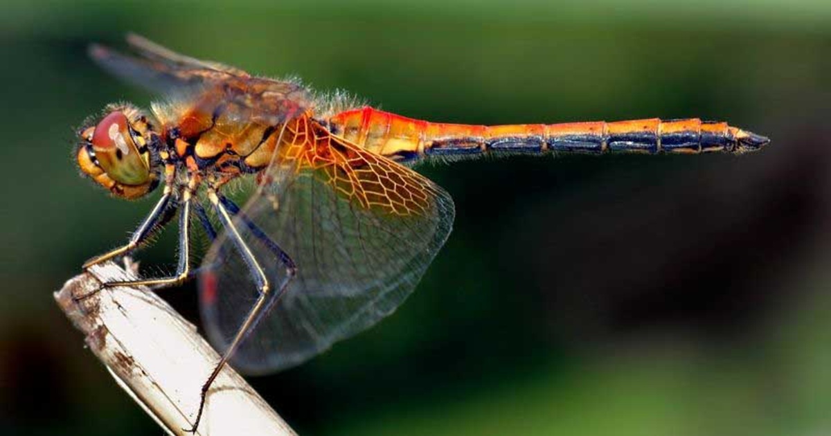10 Plants That Will Help Attract Dragonflies To Your Garden