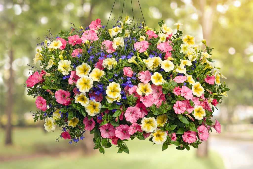 How To Fertilize And Care For Hanging Baskets So They Flower All Summer Long