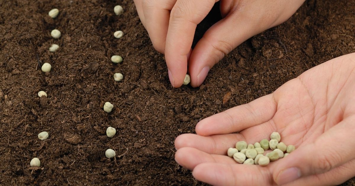 10 Vegetable Seeds To Sow In January - Homemaking.com