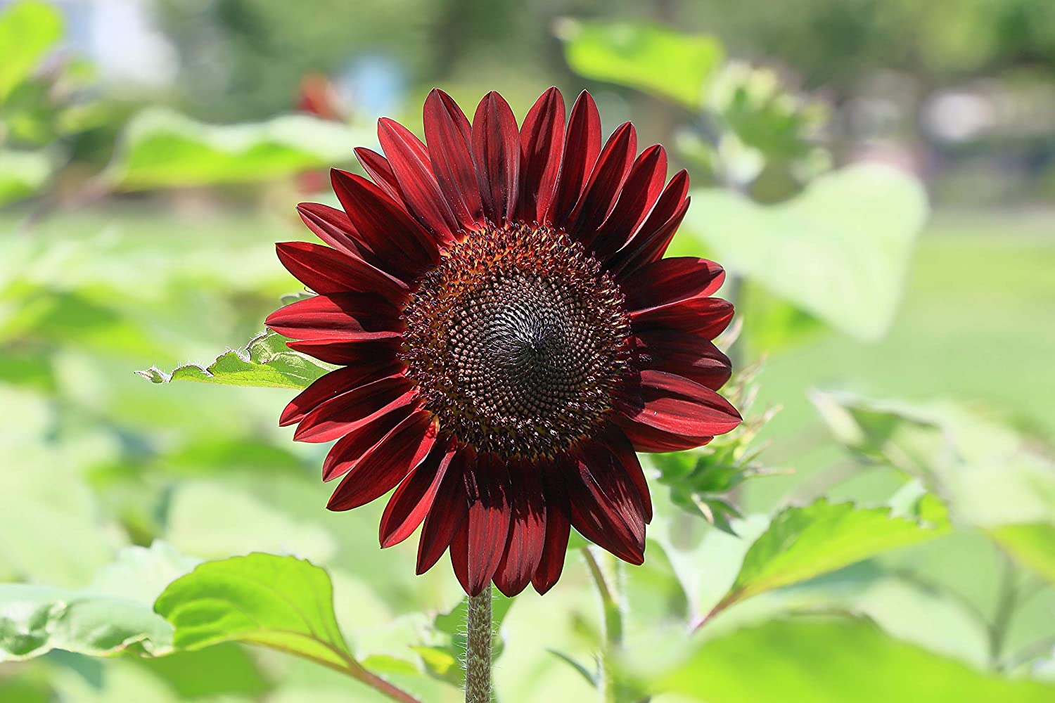 Chocolate Cherry Sunflowers Are A Thing, And They're Just As Beautiful ...