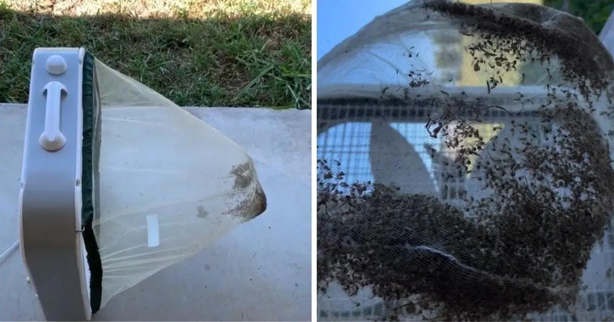 How To Make A Super Effective Mosquito Trap