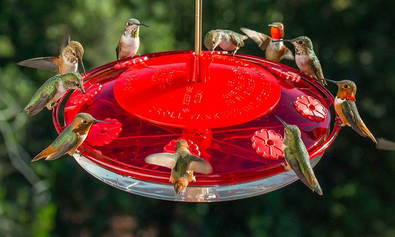 11 Tricks For Keeping Ants Out Of Hummingbird Feeders - Homemaking.com