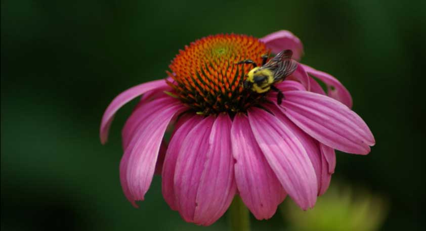bee-on-flower
