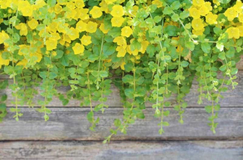ground cover plants - golden creeping jenny