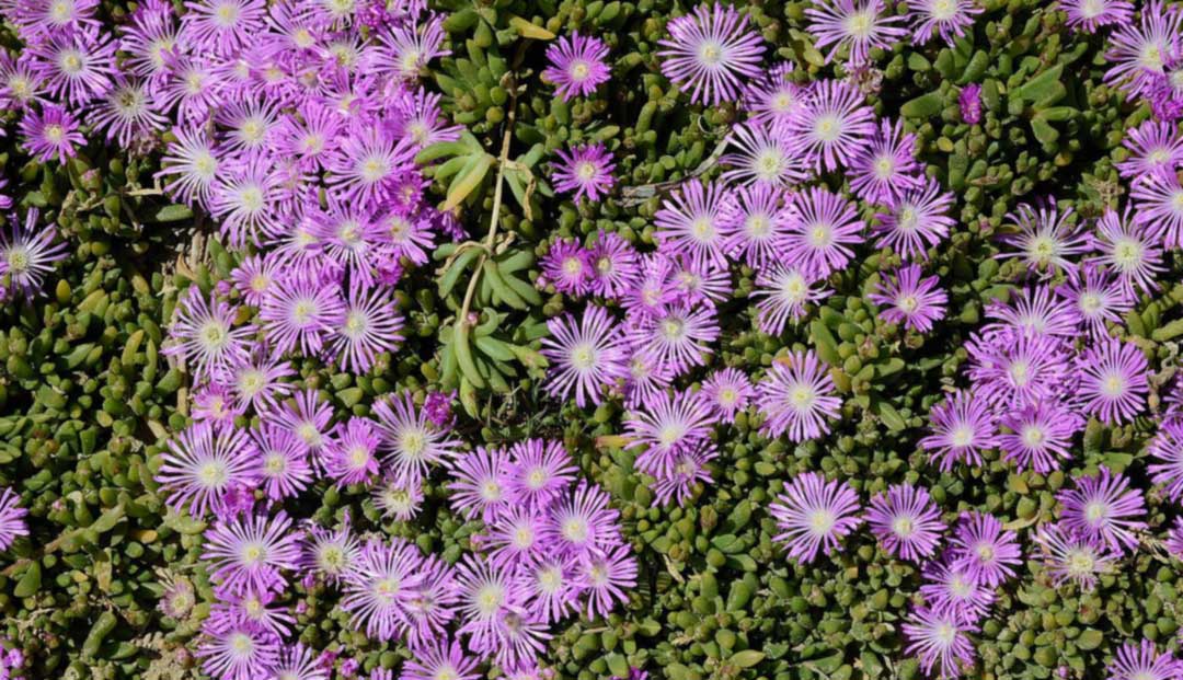 ground cover plants sun loving