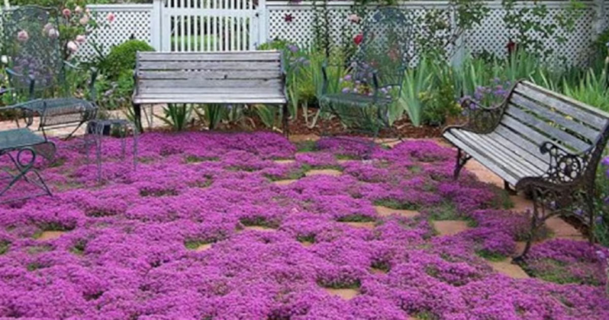 10 Sun-Loving Ground Cover Plants You’ll Fall In Love With