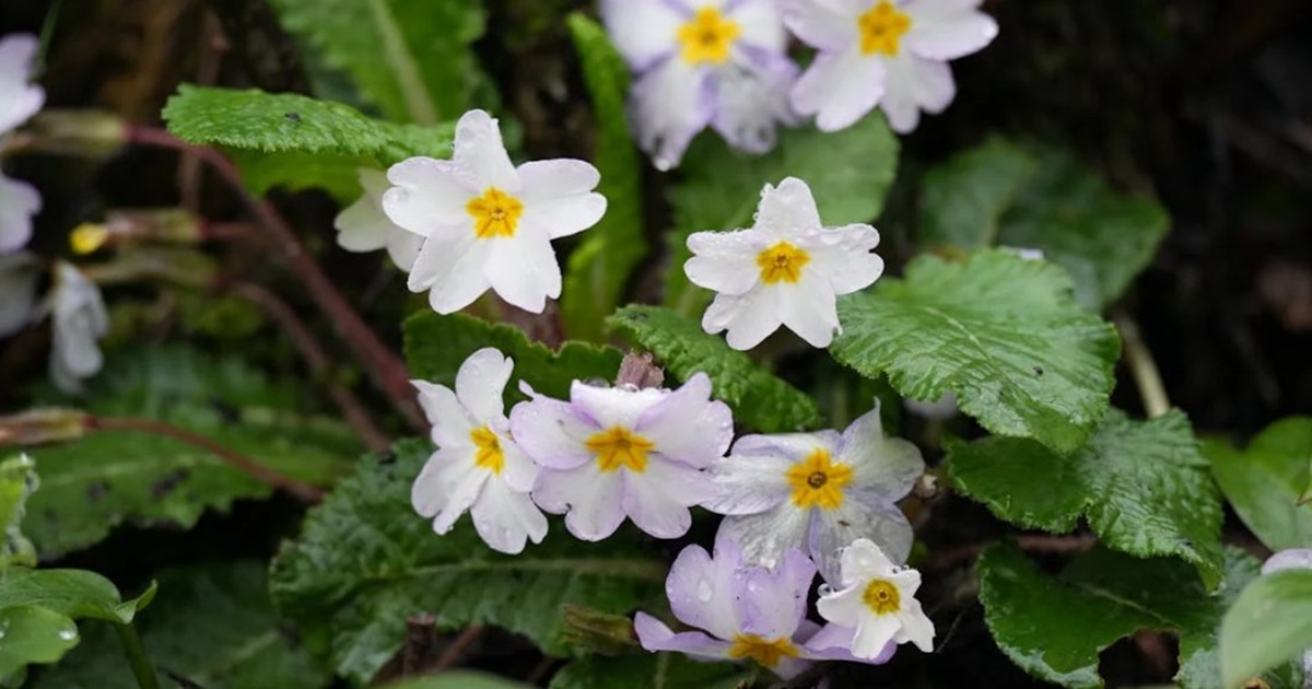 Why Pink Evening Primroses Don’t Belong In Your Yard And What You Can Plant Instead