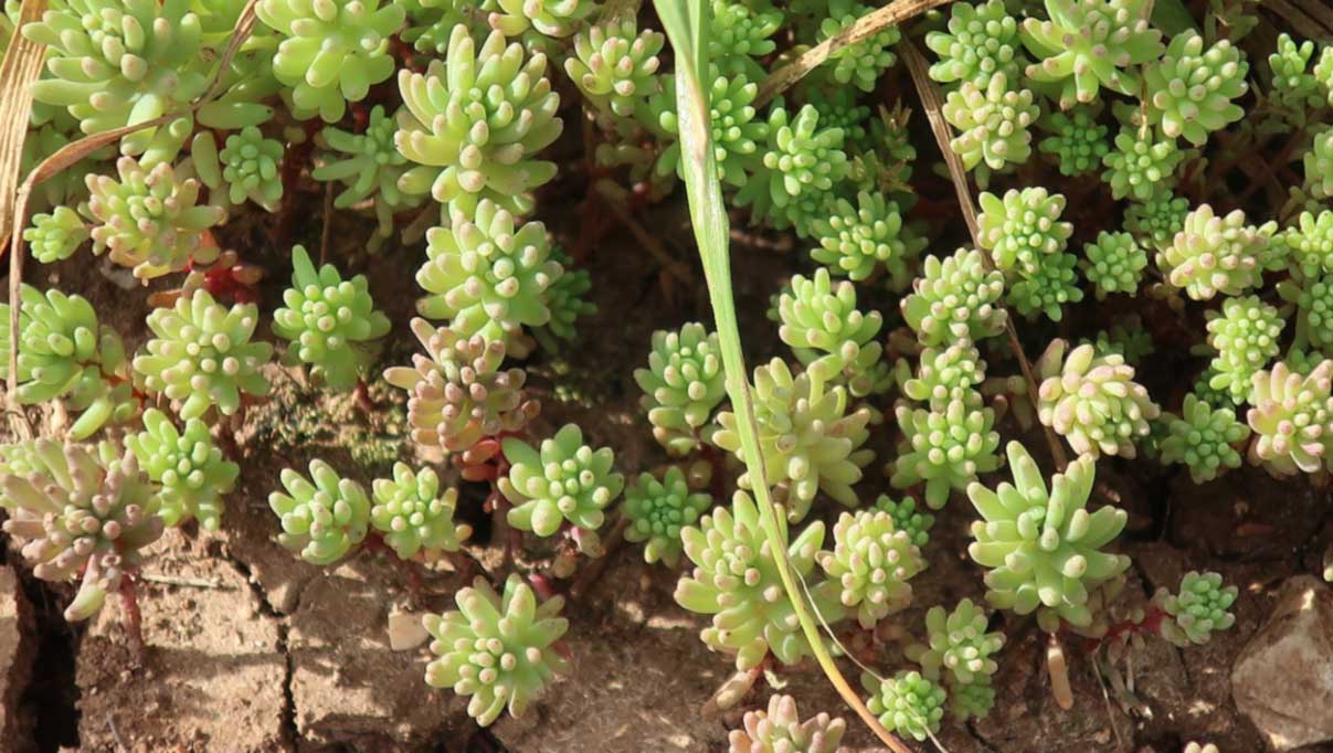 Sun-Loving Ground Cover Plants sedum