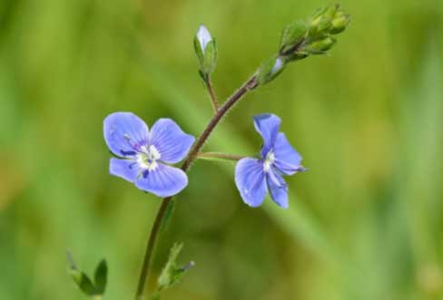 ground cover plants - veronica