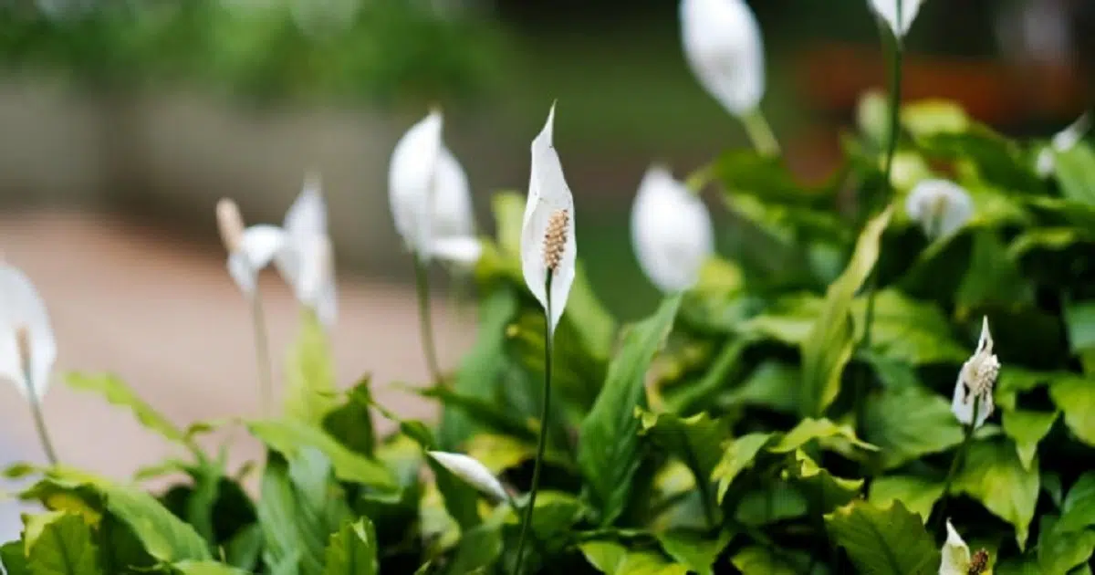 How To Get Your Peace Lily To Flower More