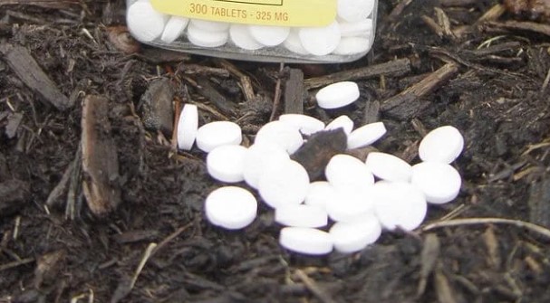 gardener's old wives tales aspirin