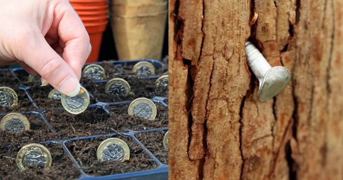 Gardener’s Old Wives Tales That Really Work