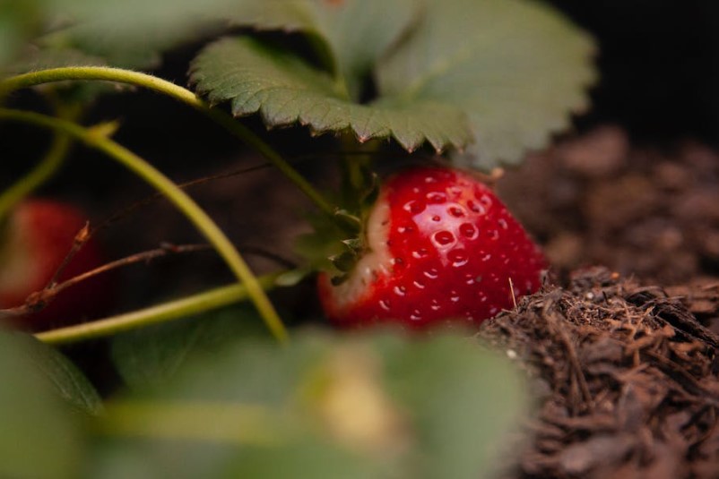 a strawberry