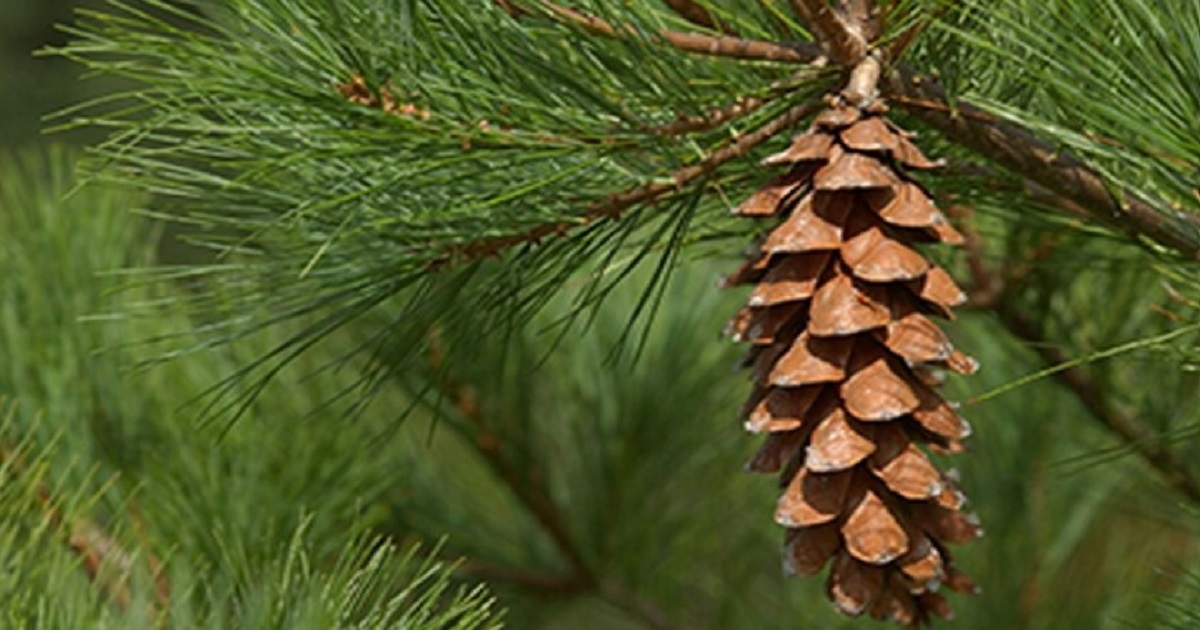 Why Are Some Gardeners Hanging Pine Cones Near Their Garden?