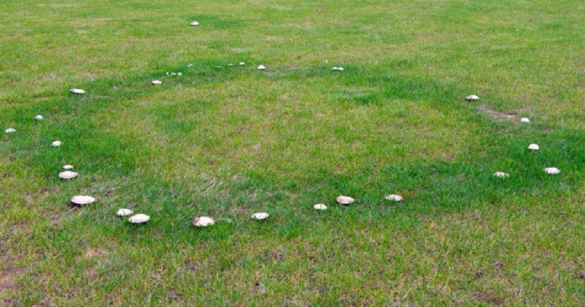 Fairy Rings A Magical Phenomenon in Your Lawn