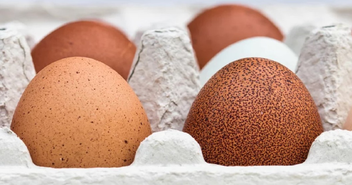 Brown Spots or Bumps on Your Eggs – Are They Safe to Eat?