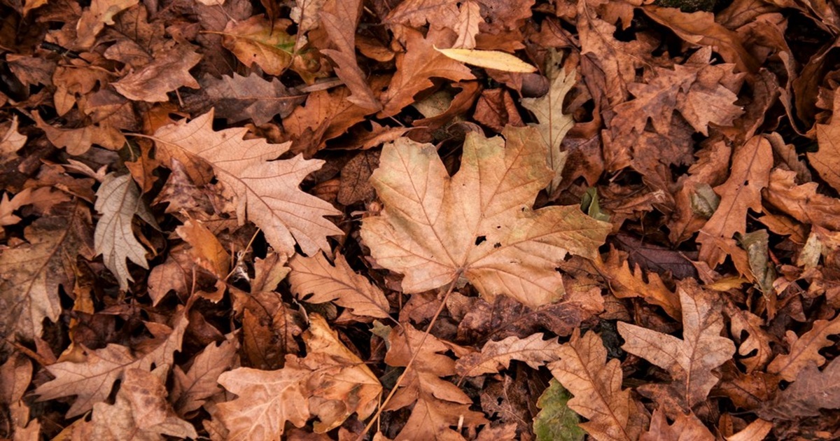 Don’t Toss Those Fallen Leaves – Surprising Ways to Put Them to Good Use