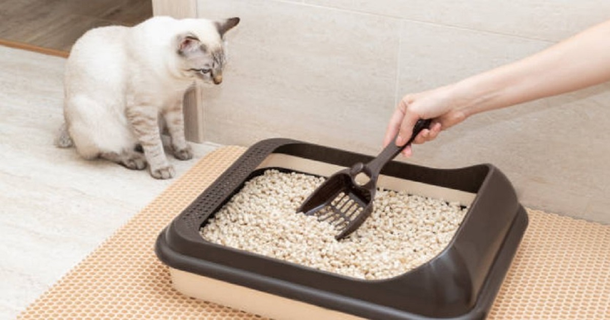 Effective Ways to Eliminate Litter Box Odor in Your Home Homemaking