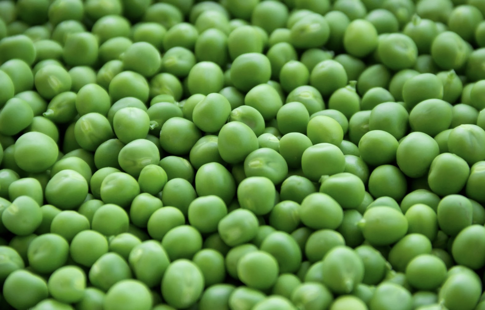 peas - winter vegetables to plant