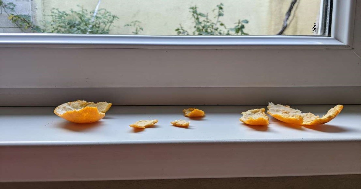tangerine peels