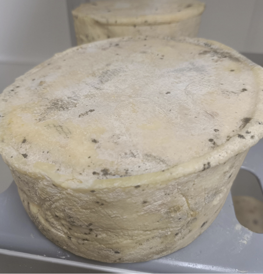 moldy cheese