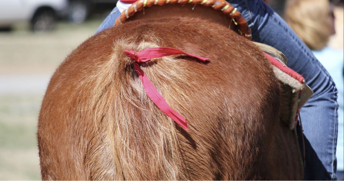 Meanings Behind Various Colors of Horse Tail Ribbons