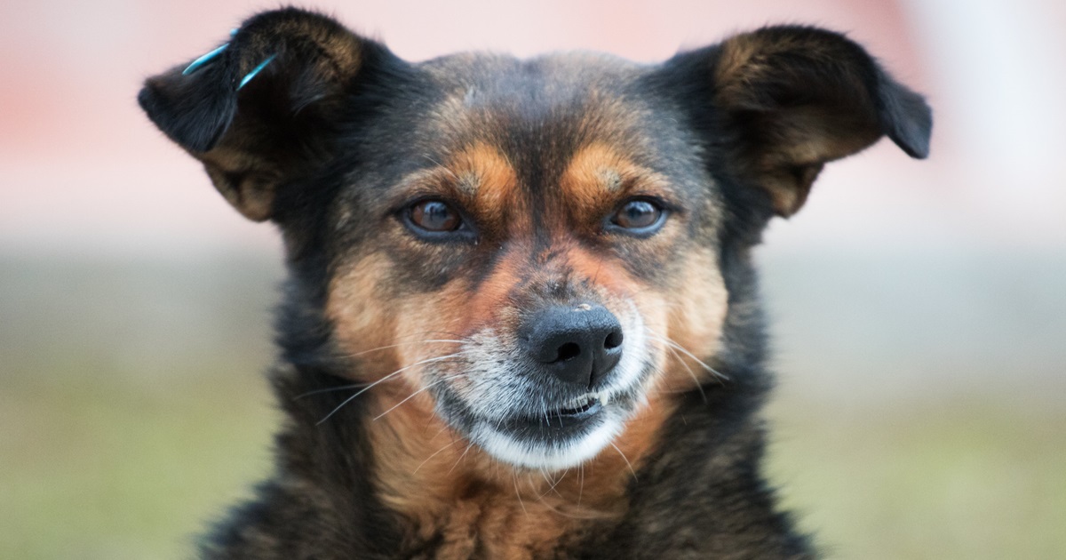 Why Would Your Pooch Have White Poop?