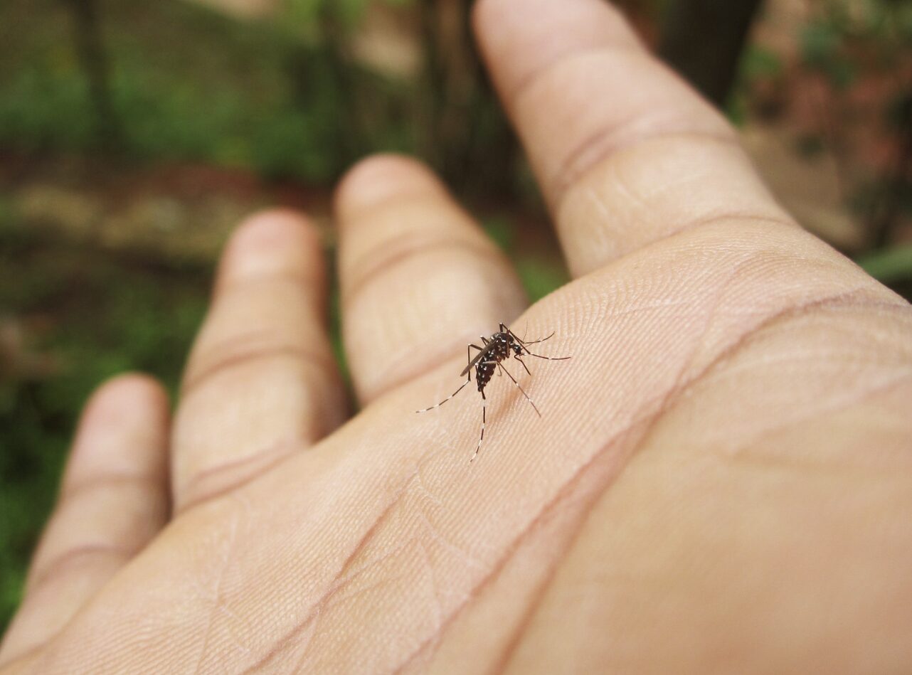 mosquito bite itching