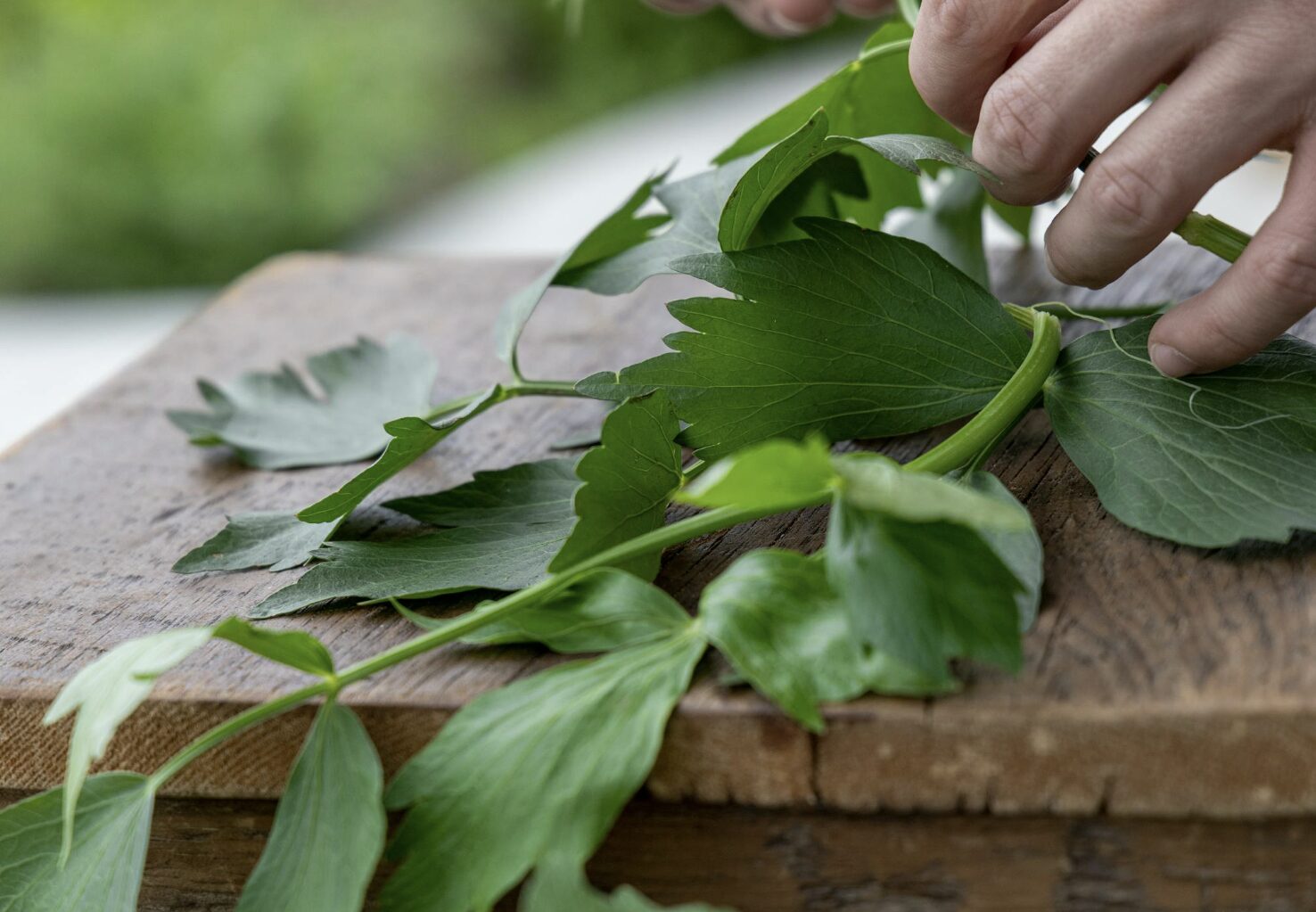 Veggies That Come Back Every Year