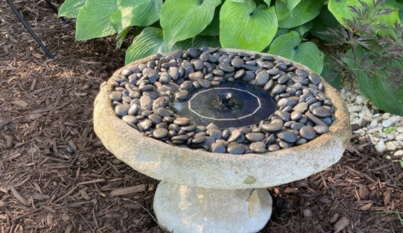 Butterfly Puddling Station
