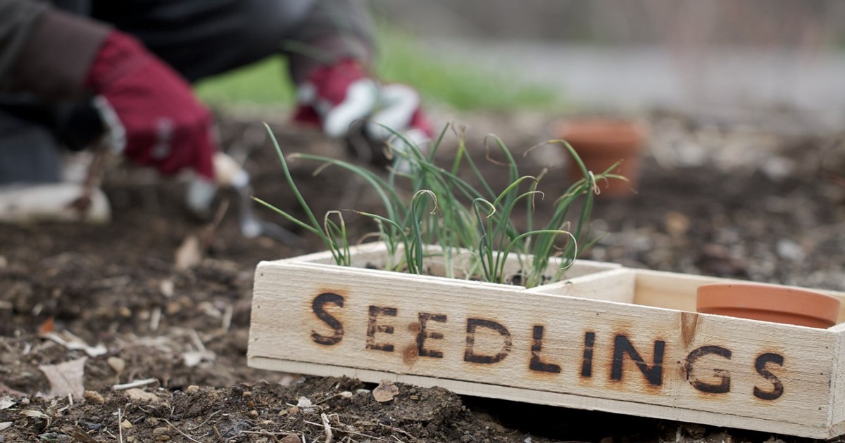 12 Perennial Veggies That Come Back Every Year