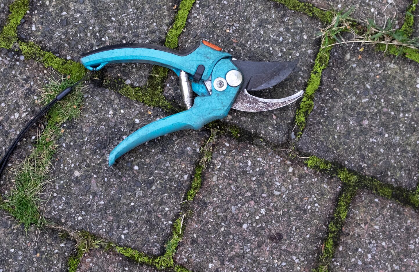 Pruning Shears