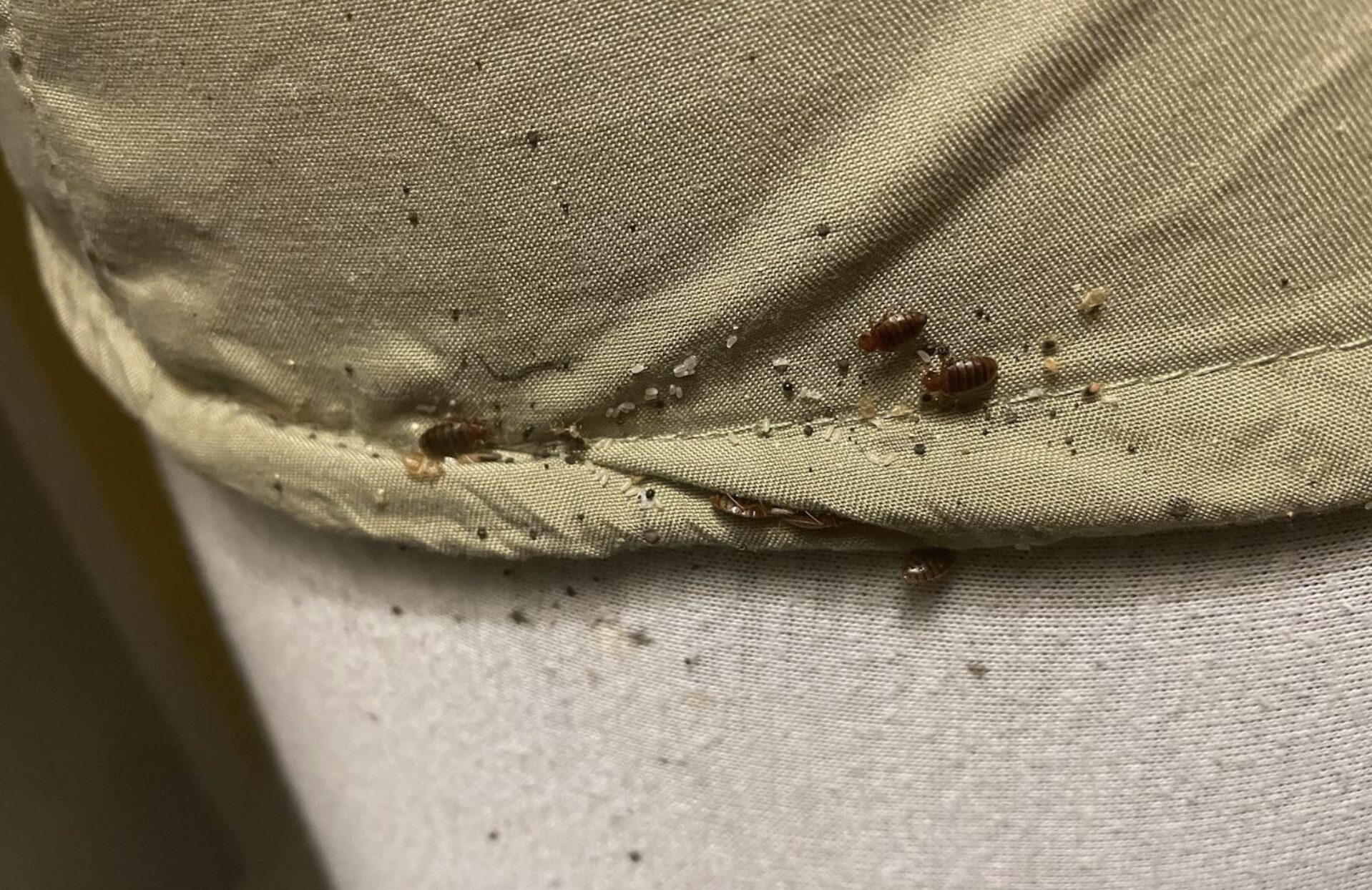 bedbugs