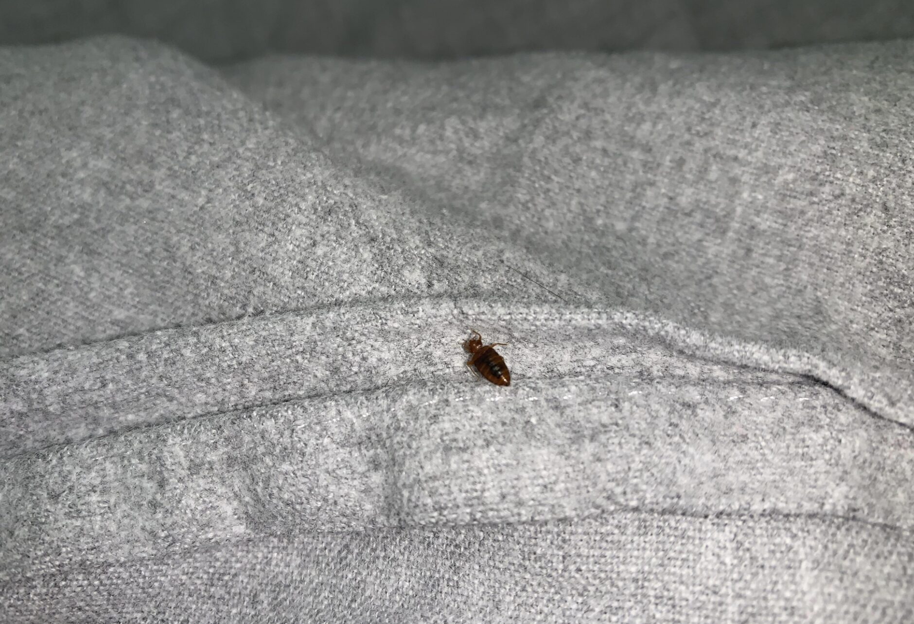 bedbugs