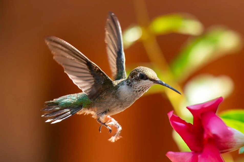 hummingbird love plants