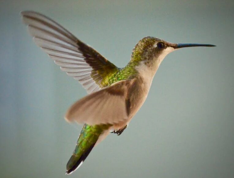 hummingbird