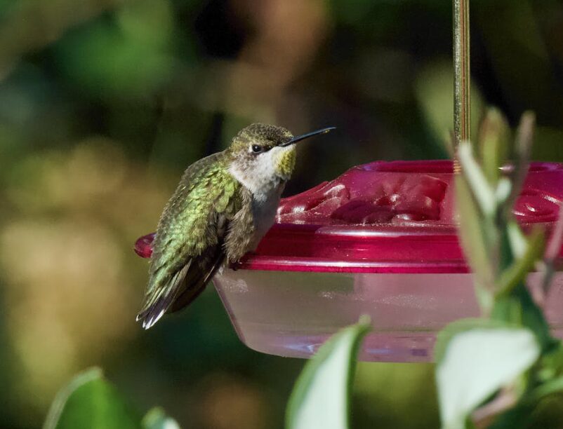 plants hummingbirds love