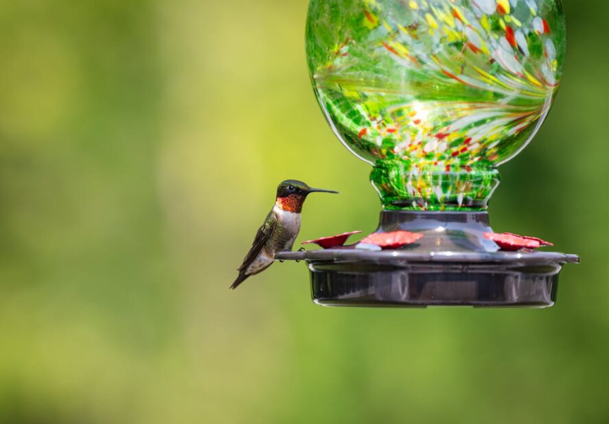 hummingbird feeder
