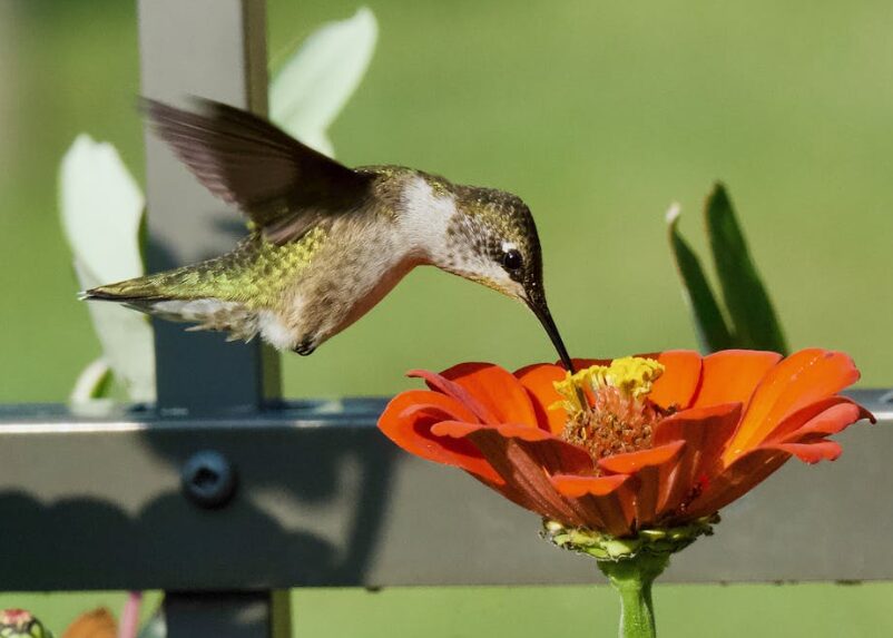 plants hummingbirds like