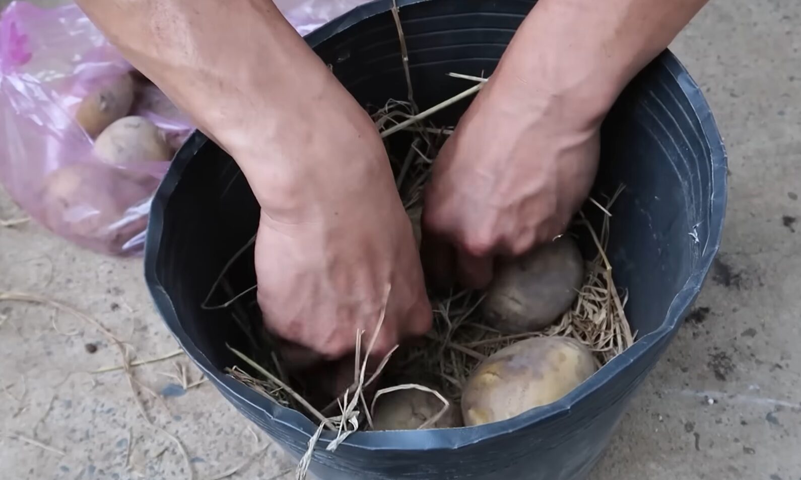 Grow Potatoes in Containers