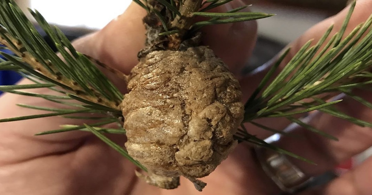 What to Do If You Find Praying Mantis Eggs in Christmas Tree Branches