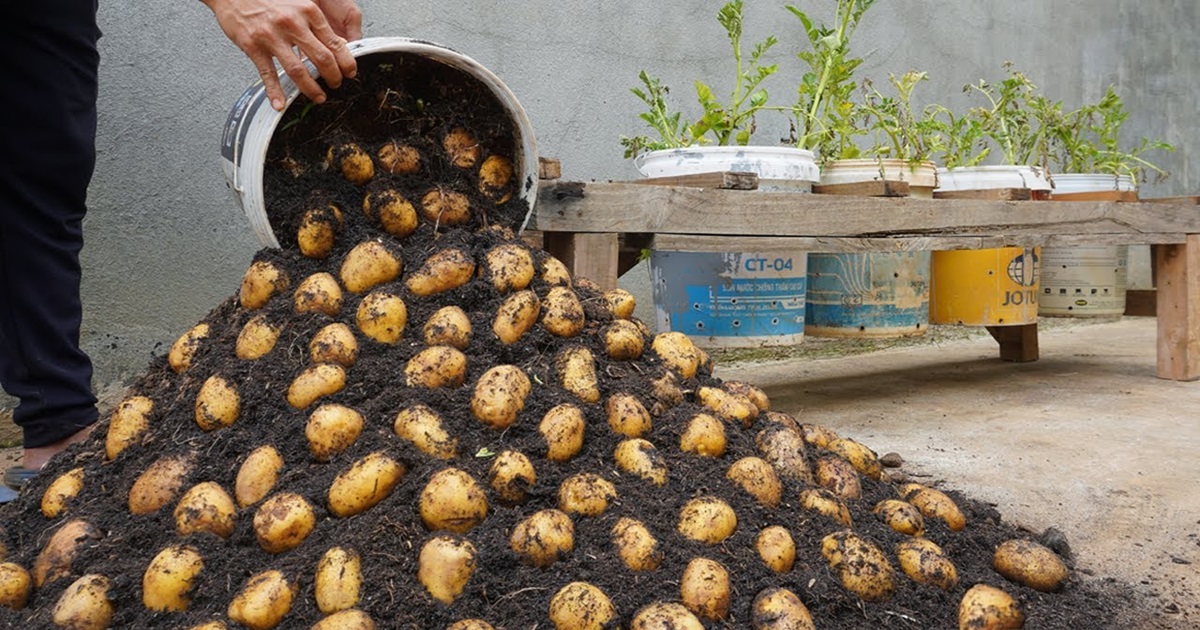 How to Grow Potatoes in Containers