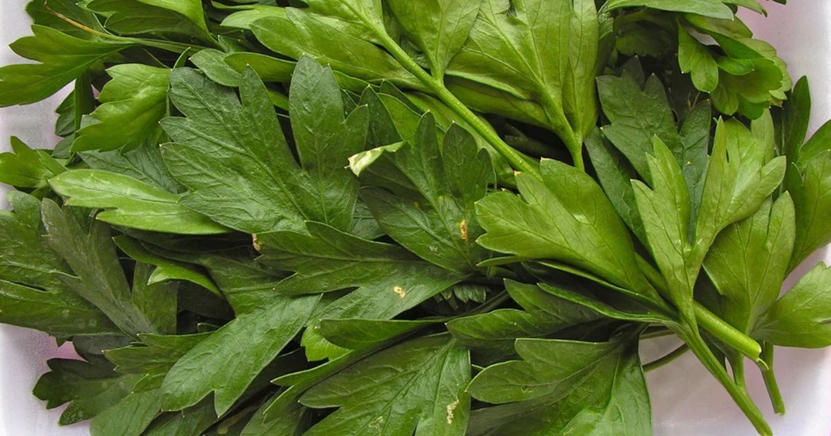 Parsley, the Secret to Keeping it Fresh for Months