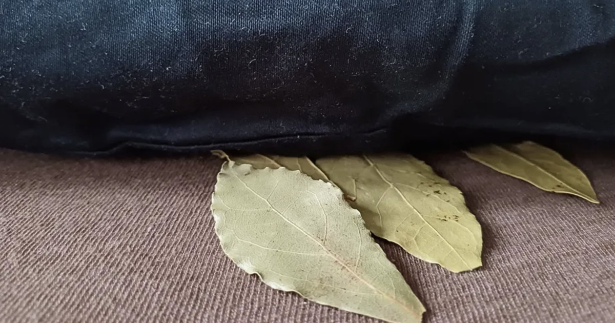 Why People Put Bay Leaves Under Their Pillow