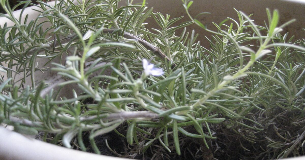 If You Have This Plant, Burn It Immediately – Discover Its Amazing Benefits